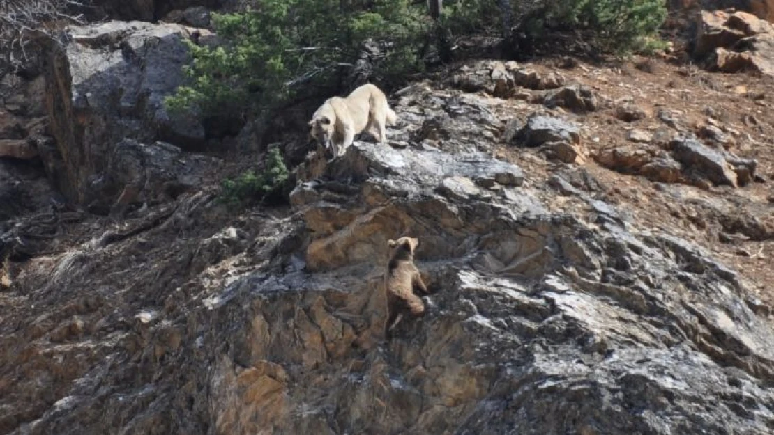 Tunceli'de yaban hayvanları başıboş köpeklerin hedefinde