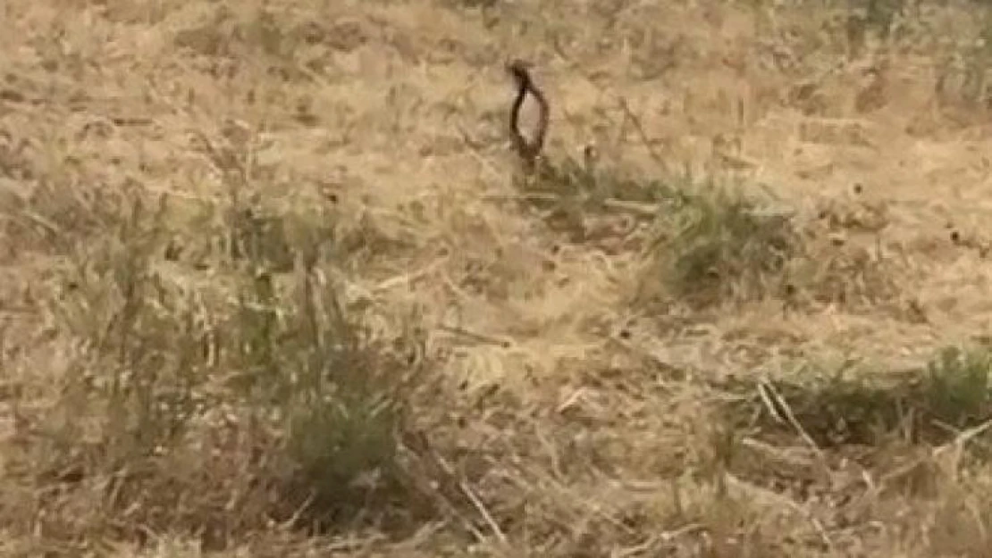 Tunceli'de yılanların dansı görüntülendi