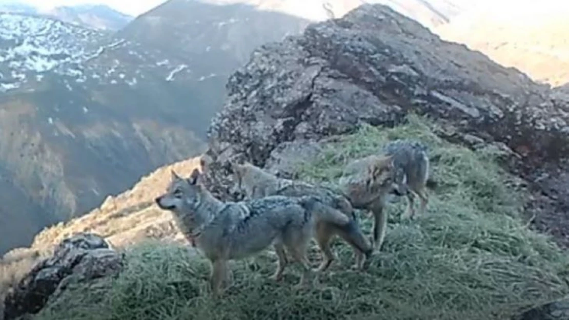 Tunceli'nin zengin yaban hayatı fotokapan ve kamerayla görüntülendi