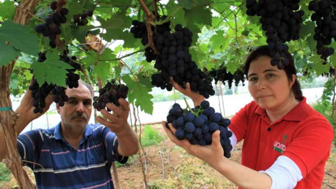 Turfanda siyah incide hasat zamanı... İlk talep turizm bölgelerinden