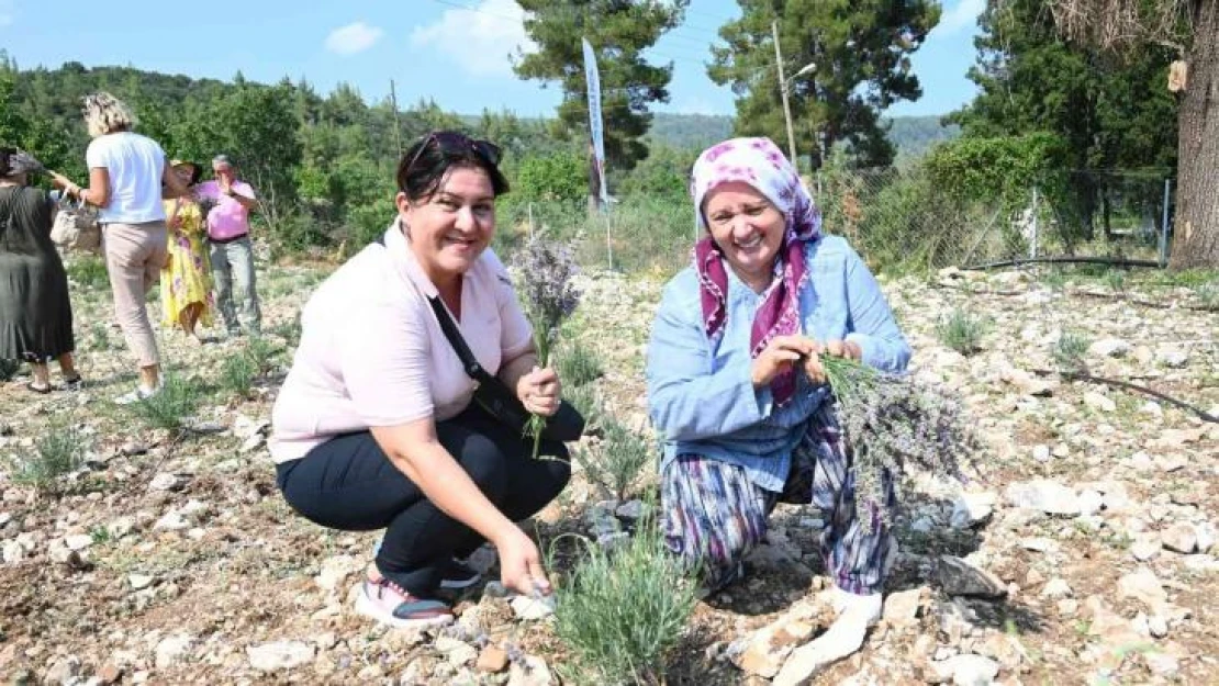 Turizm ilçesi Kemer'de lavanta hasadı