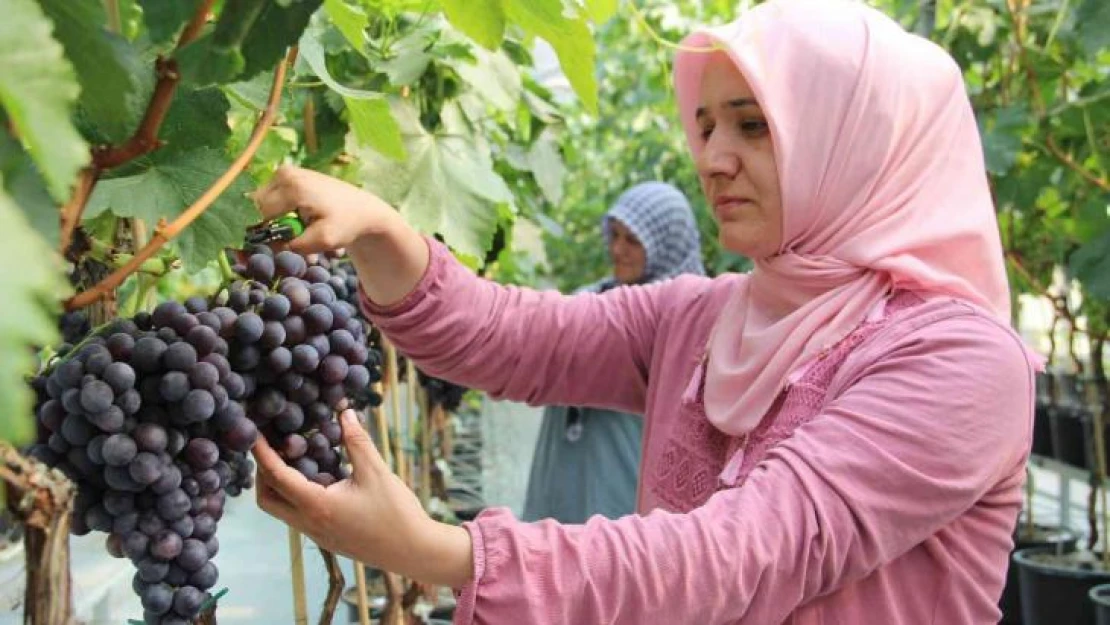 Türk mühendislerinin geliştirdiği üzüm çeşidi üretime hazır