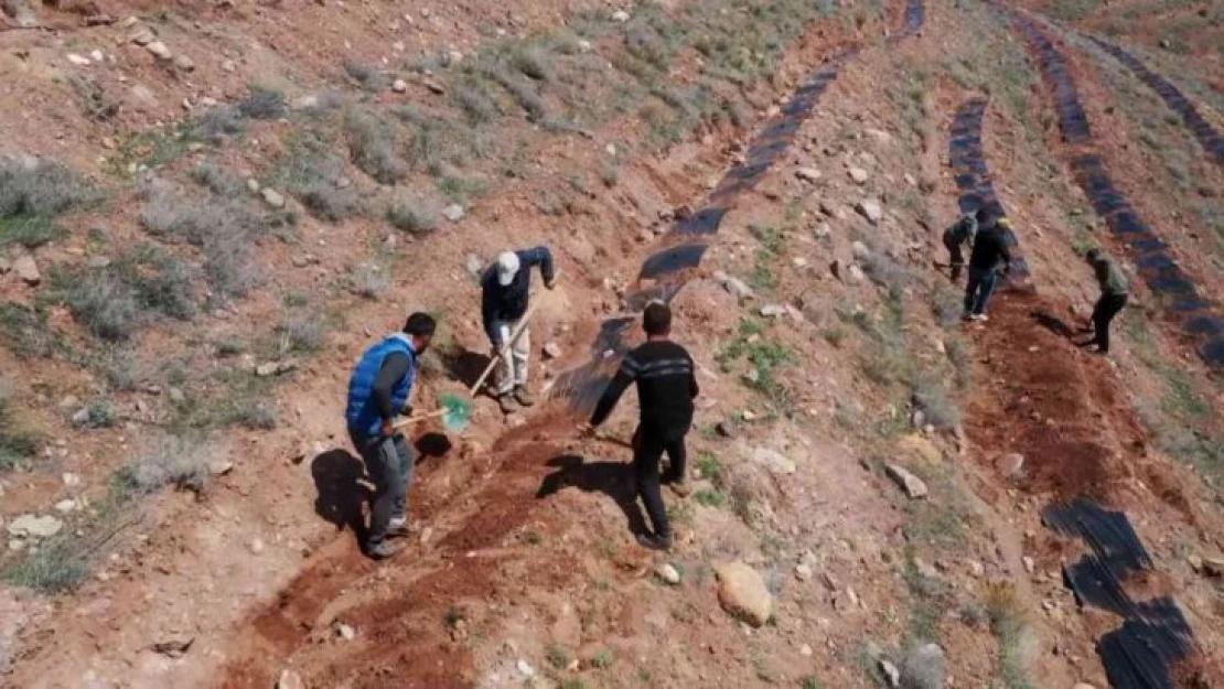 Türkiye'de ilk kez uygulanan malçlama yöntemiyle Aksaray'da 200 bin fidan dikildi