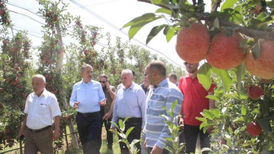 Türkiye'nin elma deposu Karaman'da hasat başladı