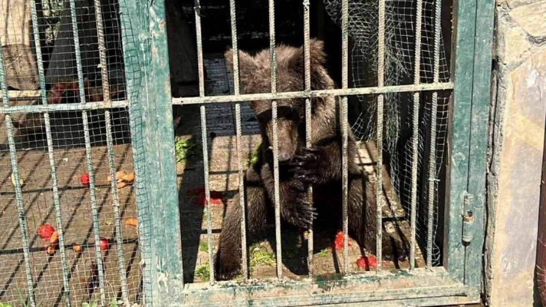 Türkiye'nin tanıdığı 'Balkız' kendine geldi