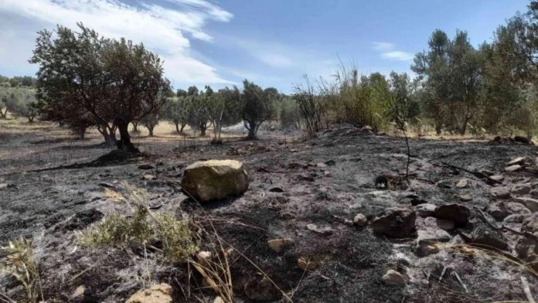 Tutuşan otlar 189 zeytin ağacına zarar verdi