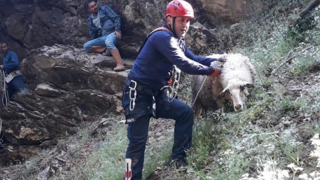 Uçurumda mahsur kalan koyun ve kuzu kurtarıldı