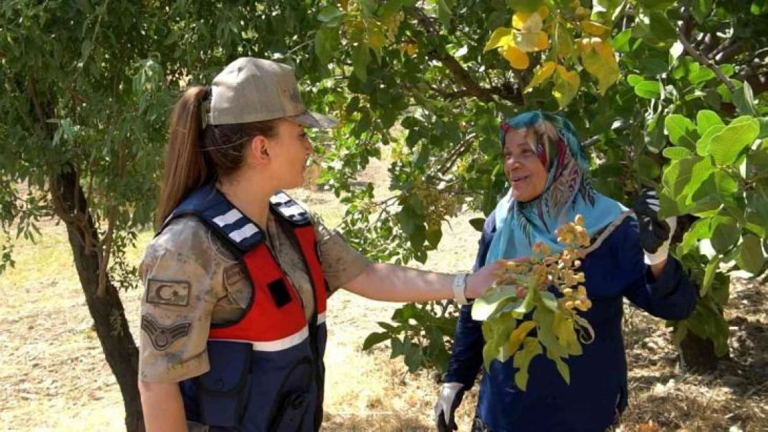 Ülke ekonomine getirisi 5 milyar TL, jandarma hırsızlara karşı nöbet tutuyor