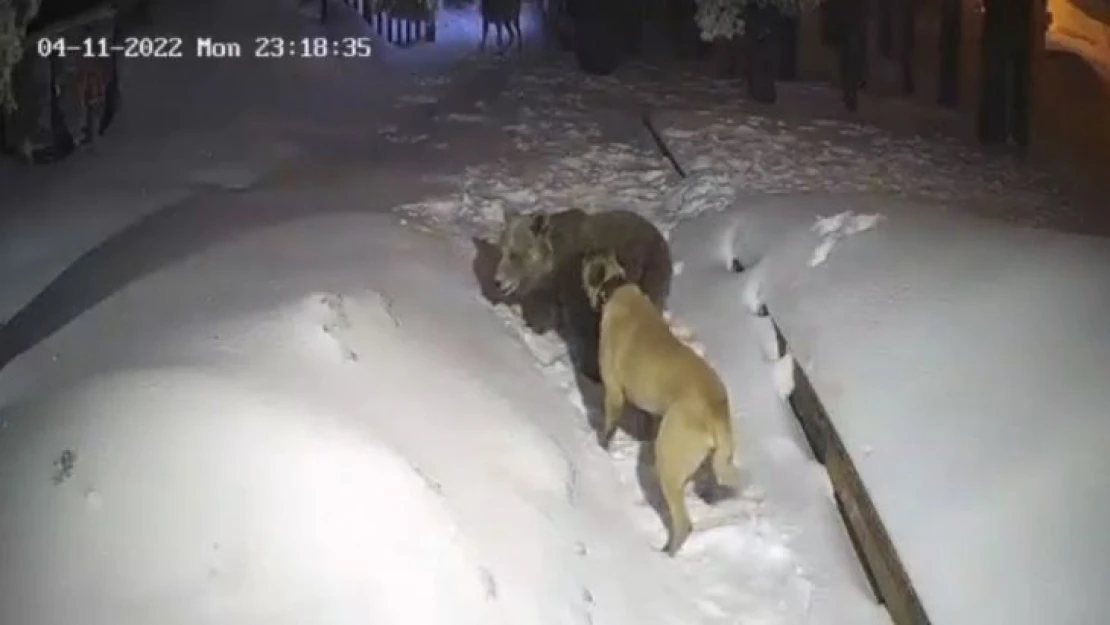 Uludağ'da ayı ile köpeğin boğuşması kameralarda