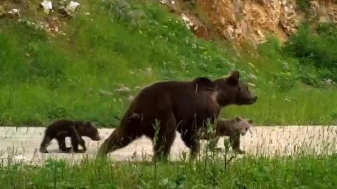 Uludağ'da yaban hayatı