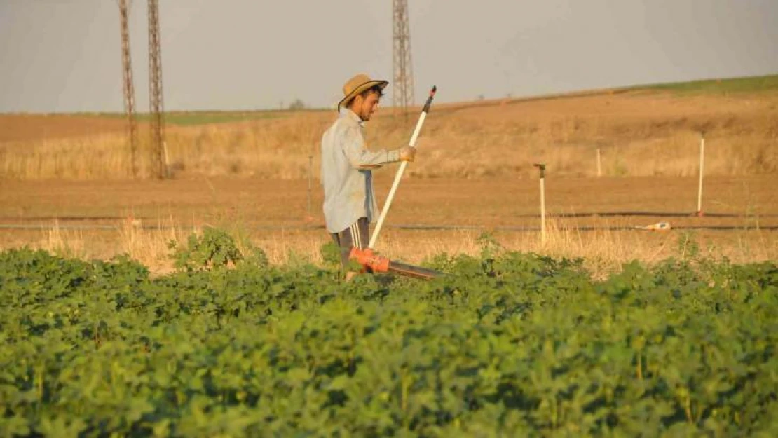 Üniversiteli tarım işçisi Kurban Bayramı'nı tarlada geçirdi