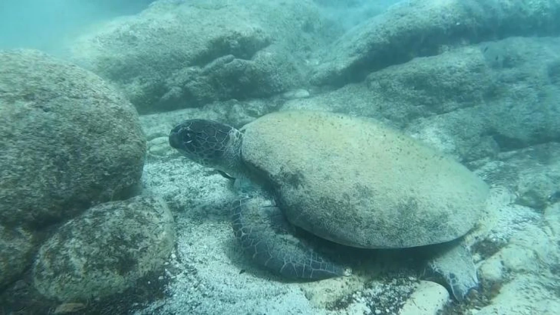 Ünlü profesörden ısıran caretta carettaler için 'Elle beslemeyin' uyarısı