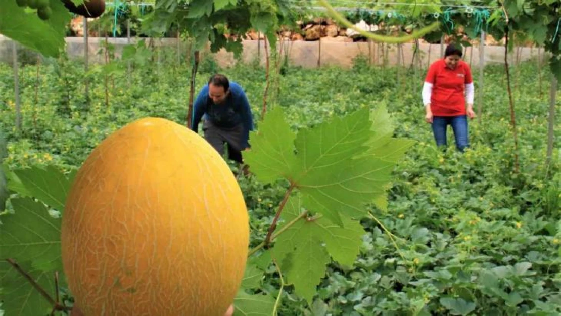 Üreticiye çifte kazanç, örtü altında aynı anda iki ürün