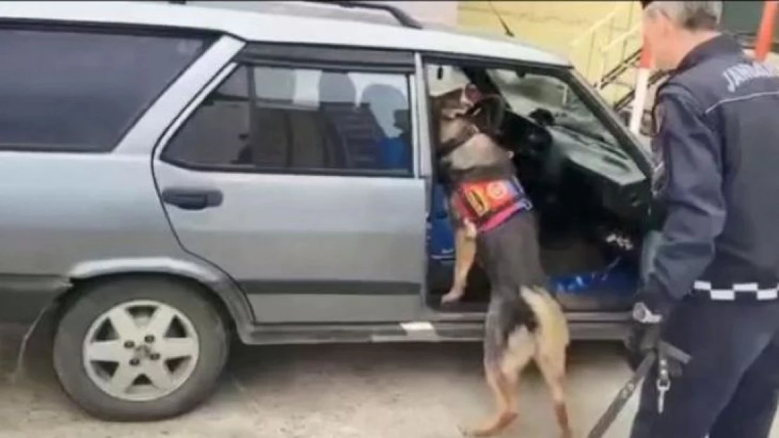 Uyuşturucu zulasını narkotik köpeği buldu