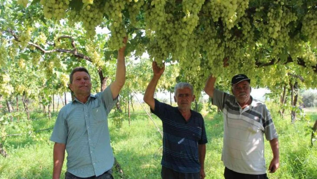 Üzüm üreticilerinde Ortadoğu pazarı sevinci