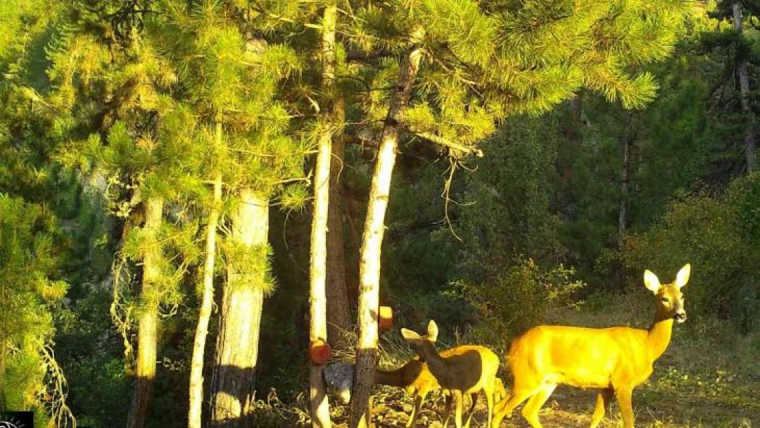 Vahşi yaşamın sırları fotokapana yakalandı