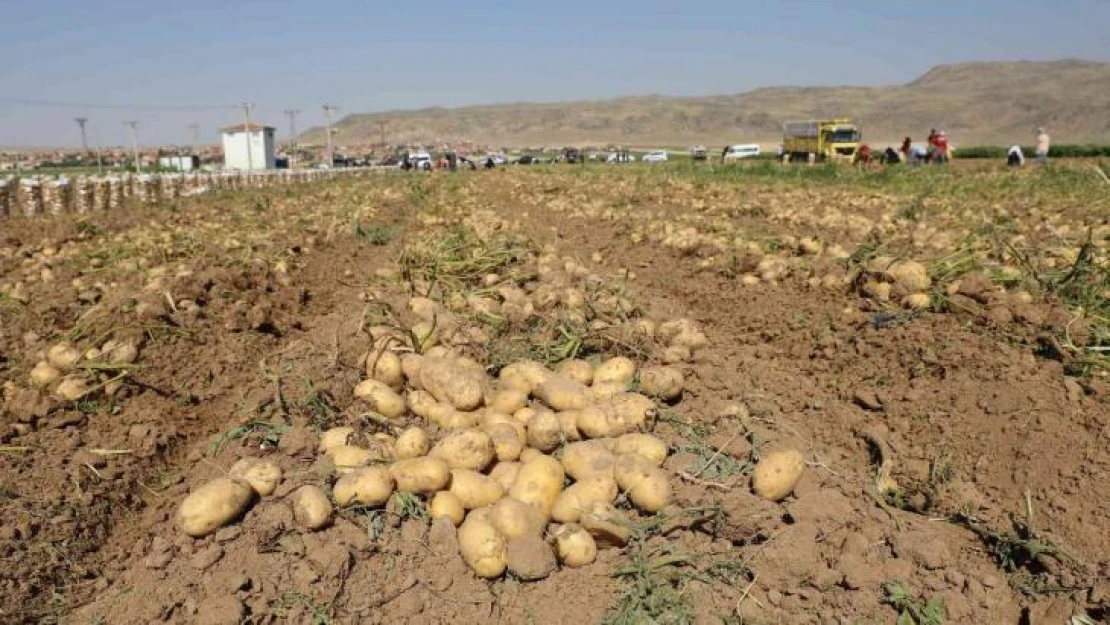 Vali Koç, çiftçilerle patates hasadı yaptı