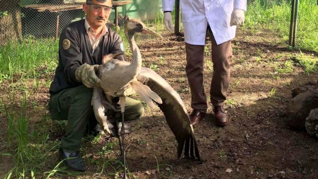 Vatandaşın bulduğu yaralı turna tedavi altına alındı