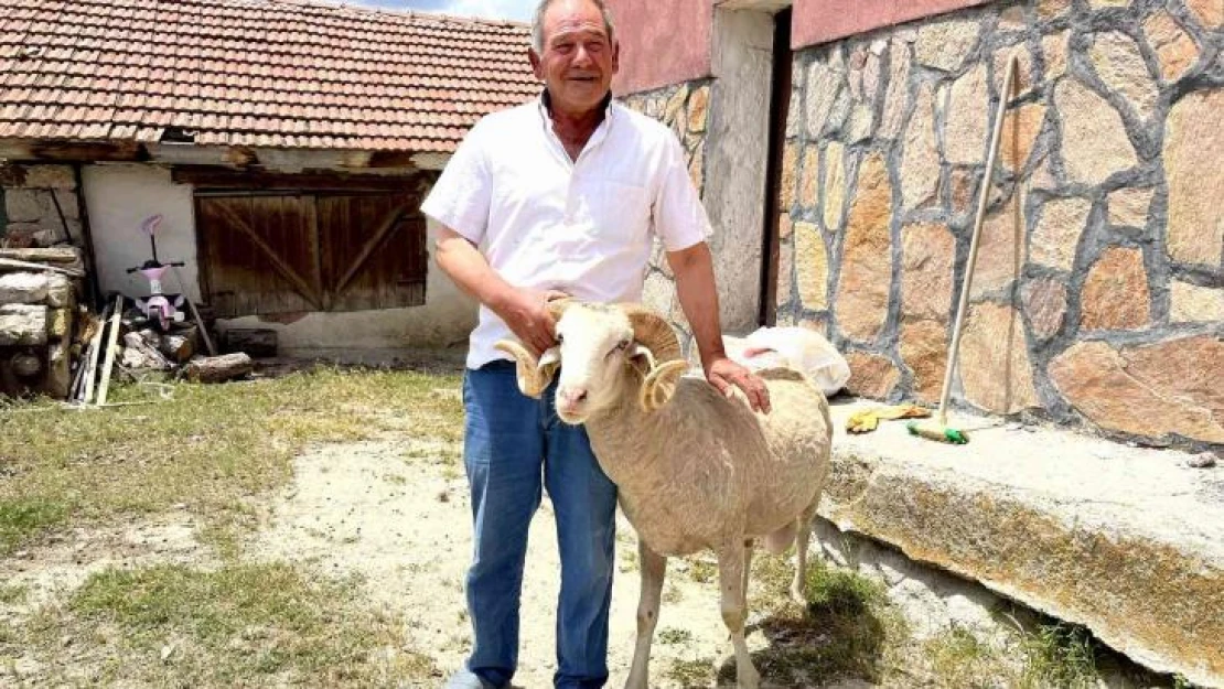 Vefakar koç dağı taşı aşıp eski sahibine geldi