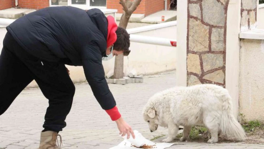 Vicdansızlar bunu da yaptı: Sokak hayvanlarının mama kaplarını çaldılar