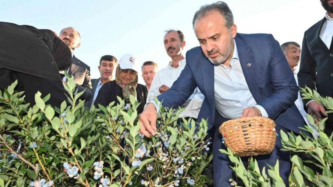 Yaban mersininde hasat bereketi