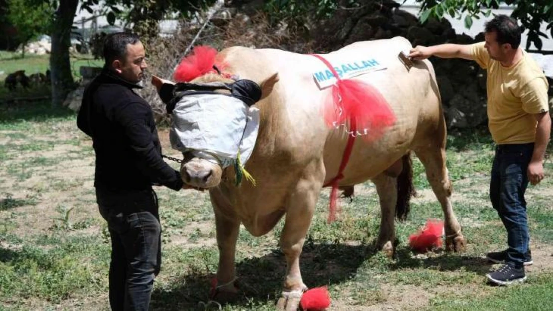 Yaklaşık 2 ton ağırlığındaki tosun, 120 bin liradan satışa çıktı