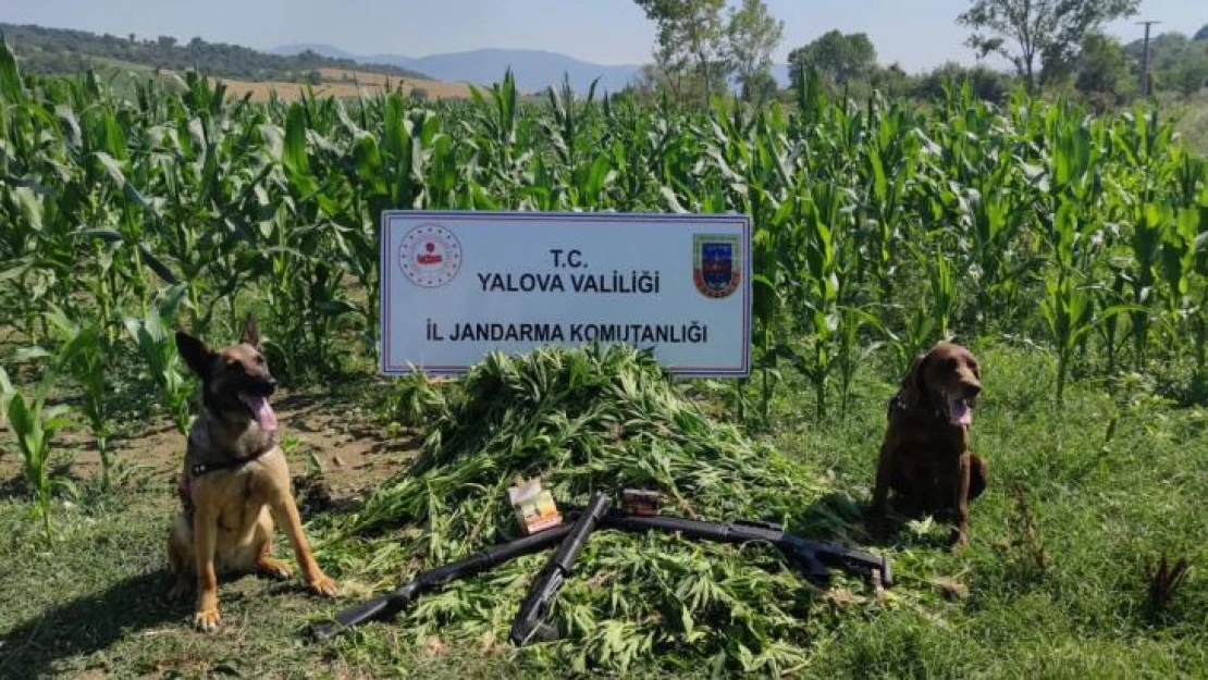 Yalova'da mısır tarlasında bin 128 kök Hint kenevir ele geçirildi