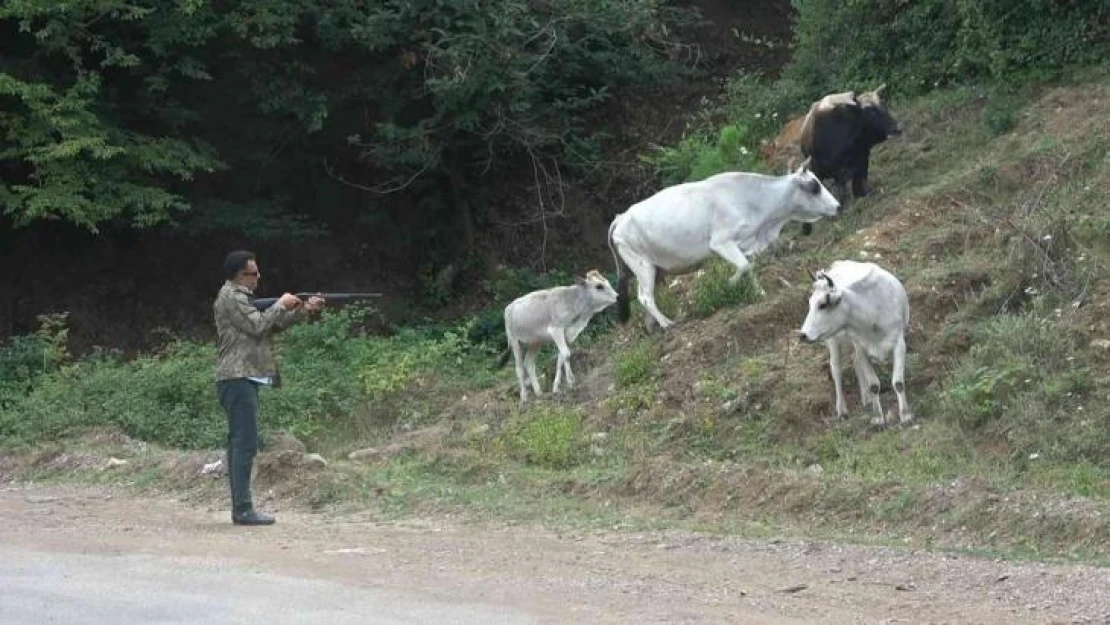 Yalova'da şehre inen vahşi Yörük hayvanları film gibi operasyonlarla yakalanıyor