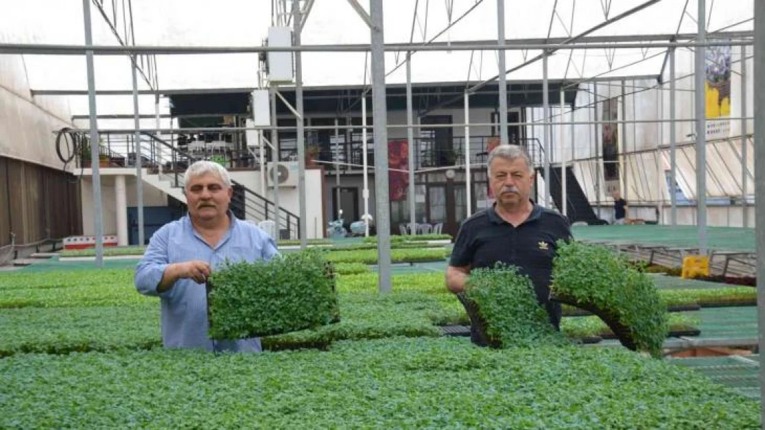 Yalova Ziraat Odası'ndan çiftçiye 250 bin yerli fide