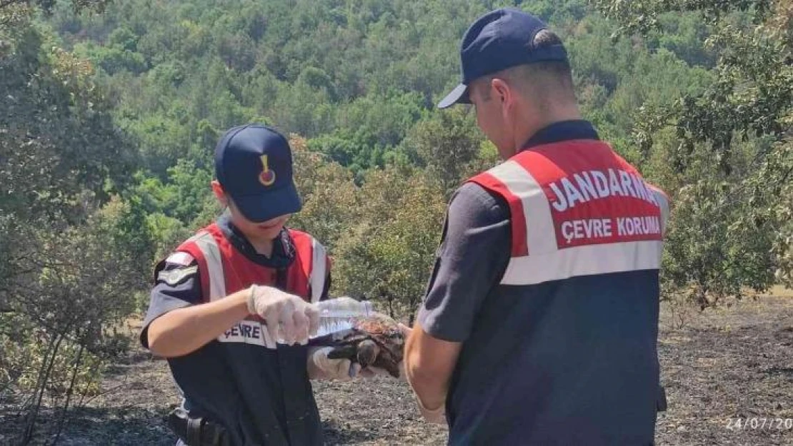 Yangından kaçamayan kaplumbağalar böyle kurtarıldı