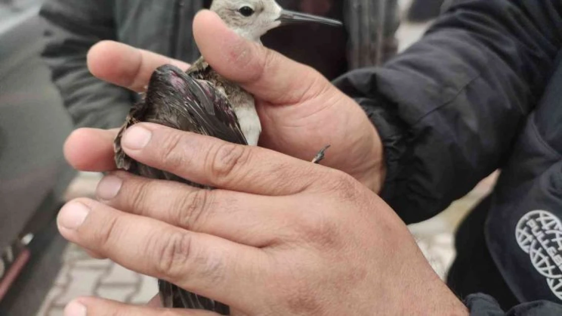 Yaralı 'dövüşken kuş' tedaviye alındı