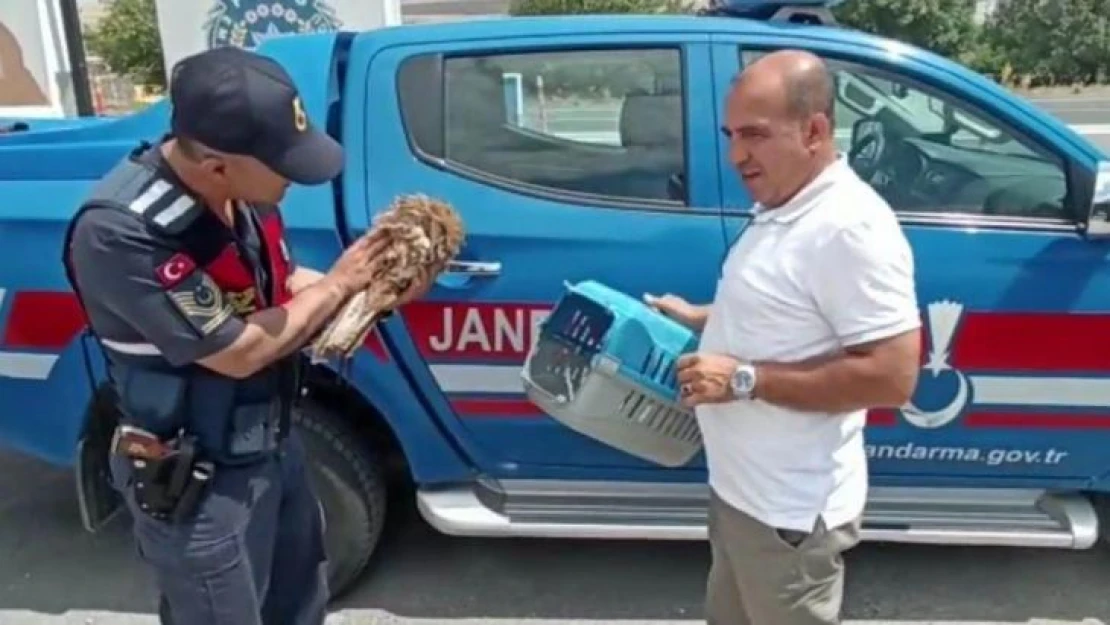 Yaralı atmaca ve tavşana jandarmadan şefkat eli