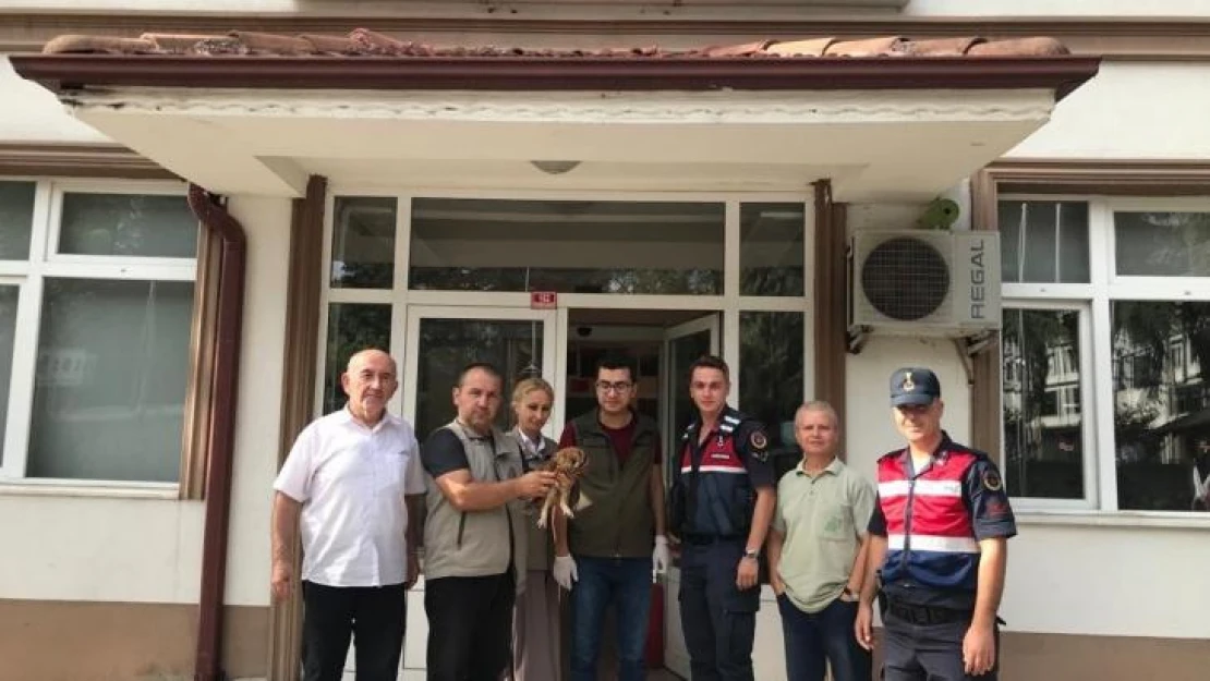 Yaralı baykuş tedavi altına alındı