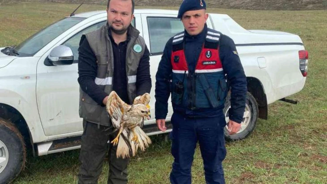 Yaralı bulunan Kızıl Şahin tedavi altına alındı