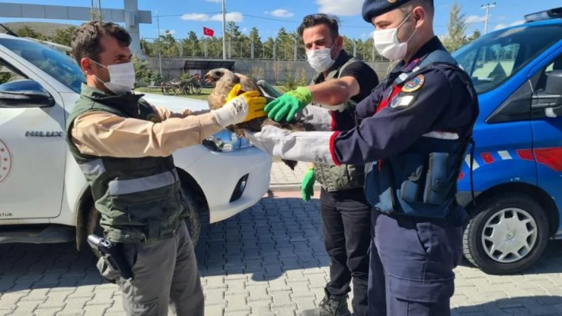 Yaralı bulunan şahine jandarma sahip çıktı