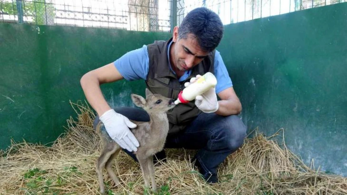 Yaralı bulunan yavru karaca biberonla besleniyor