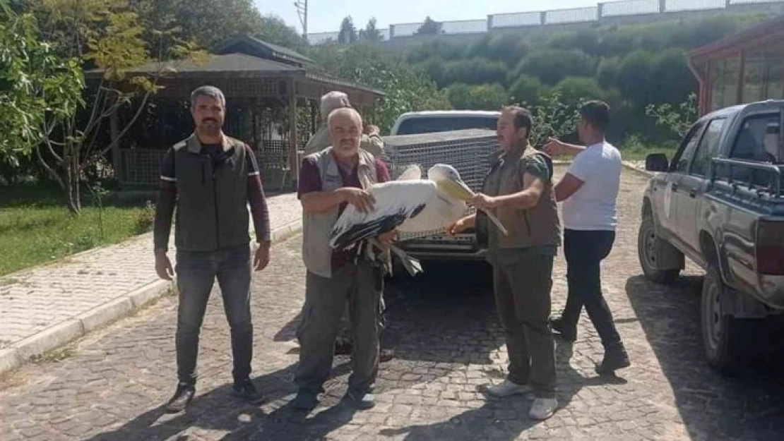 Yaralı halde bulunan pelikan tedavi altında