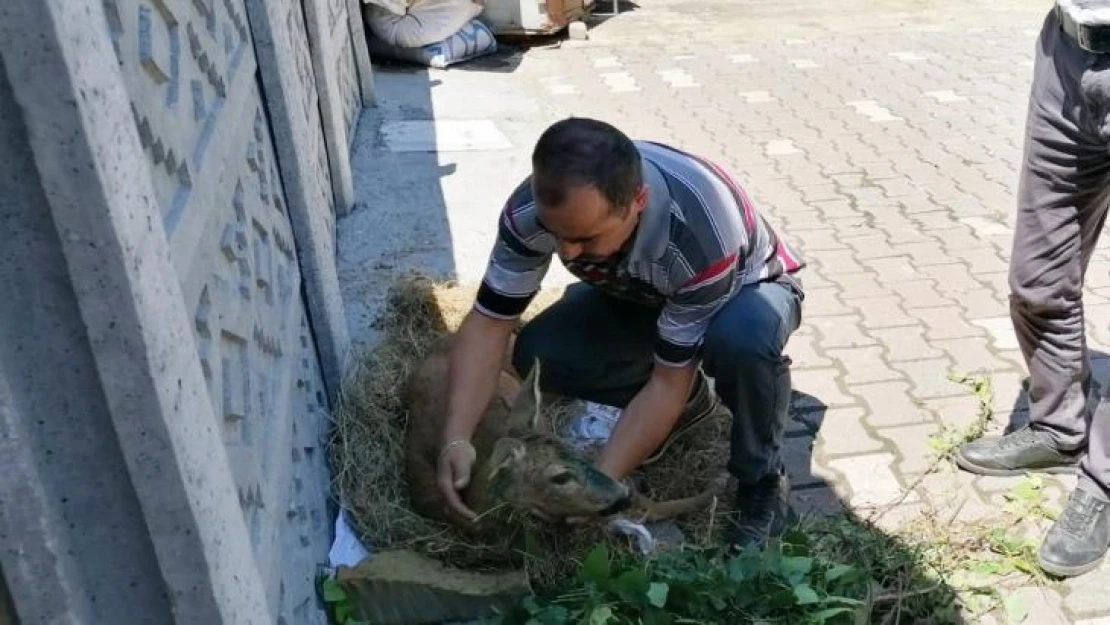 Yaralı karaca koruma altına alındı