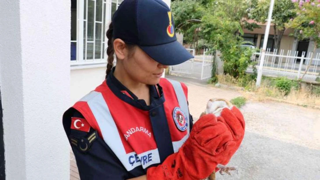 Yaralı olarak bulunan baykuş ve leylek tedavi altına alındı