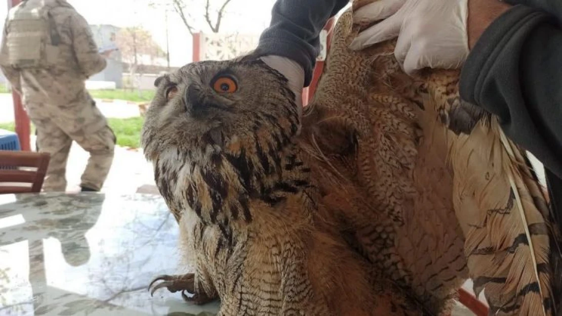 Yaralı puhu, tedavisinden sonra doğaya salındı