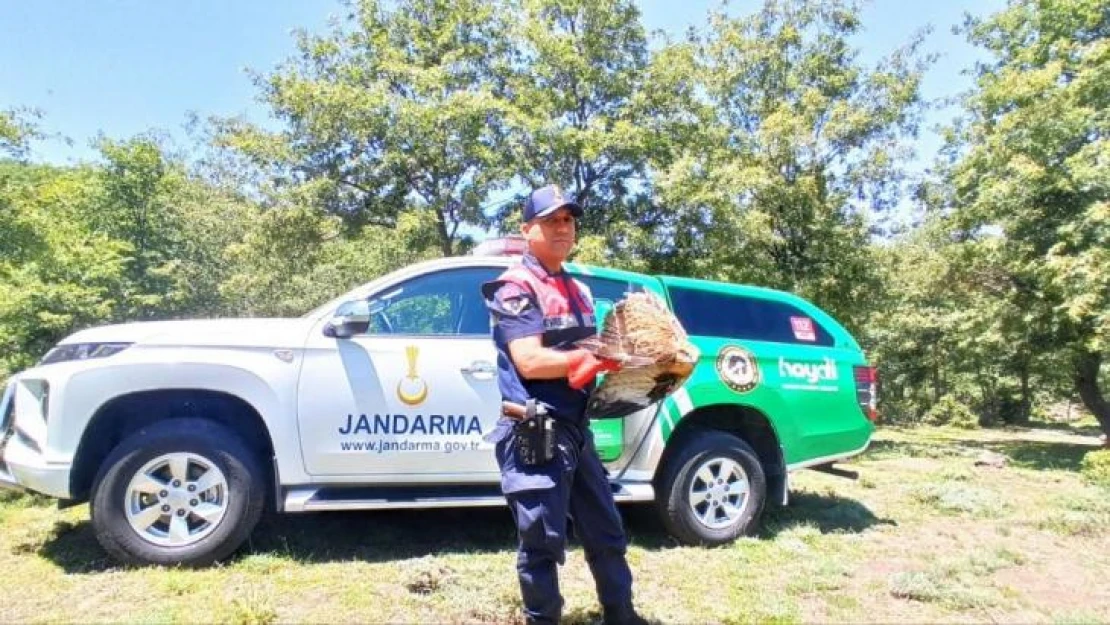 Yaralı şahini jandarma ekipleri kurtardı