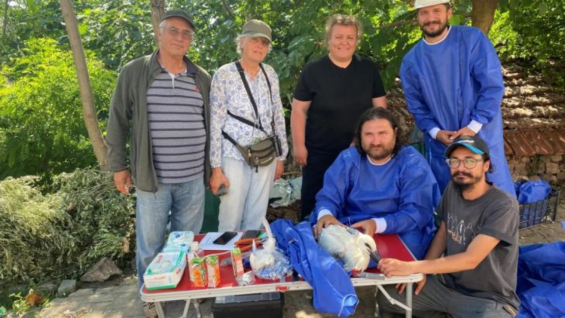 Yaren leyleğin halkalı yavrusu Bursa'ya geri döndü