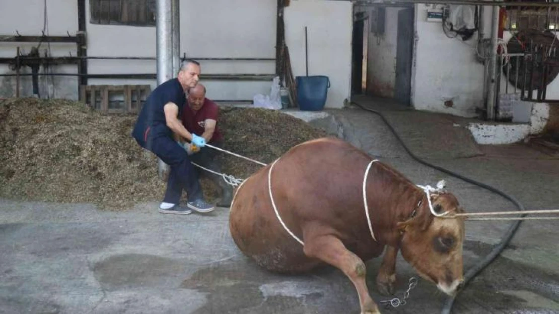 Yarım tonluk kurbanlığı iki kişi saniyeler için bu yöntemle bakın nasıl yatırdı