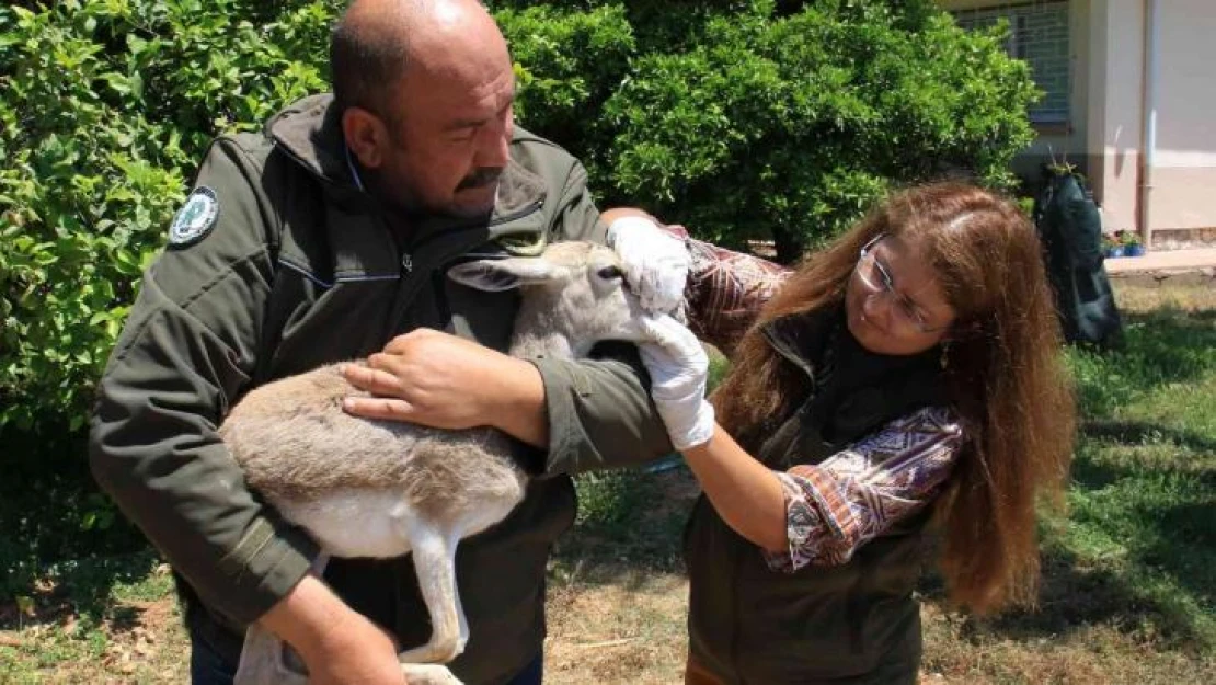 Yaşadığı bölgeden 450 kilometre uzakta bulundu