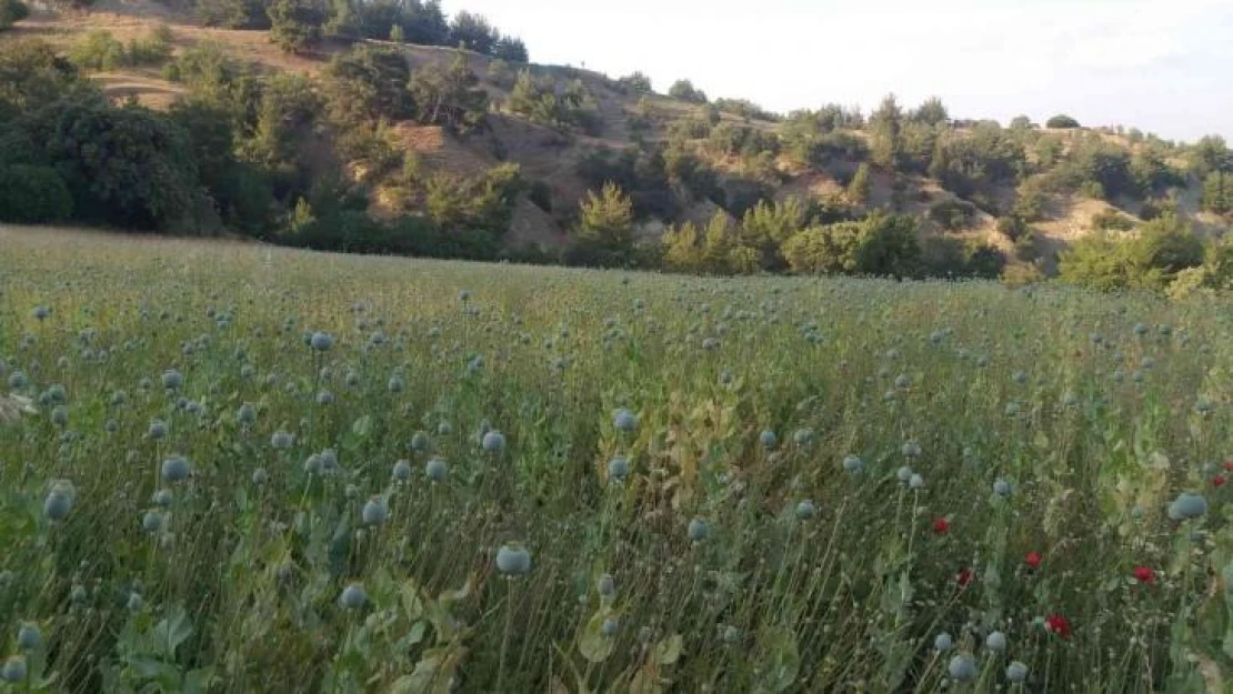 Yasadışı ekilen 160 bin kök haşhaş ele geçirildi