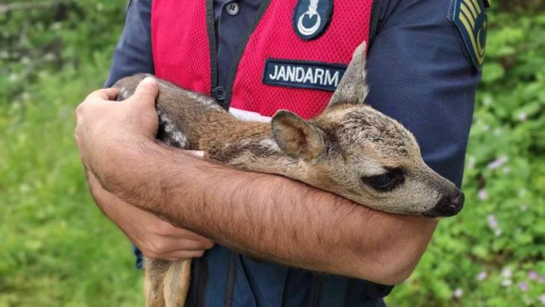 Yavru karacaya jandarma koruması