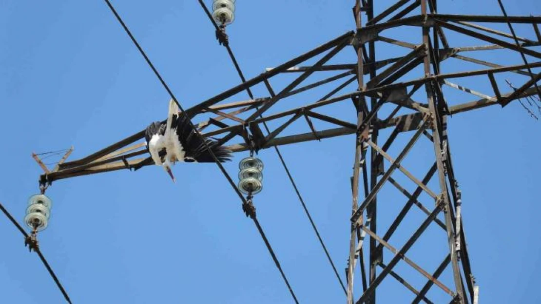 Yavru leylek, yuvasının bulunduğu elektrik direğinde telef oldu