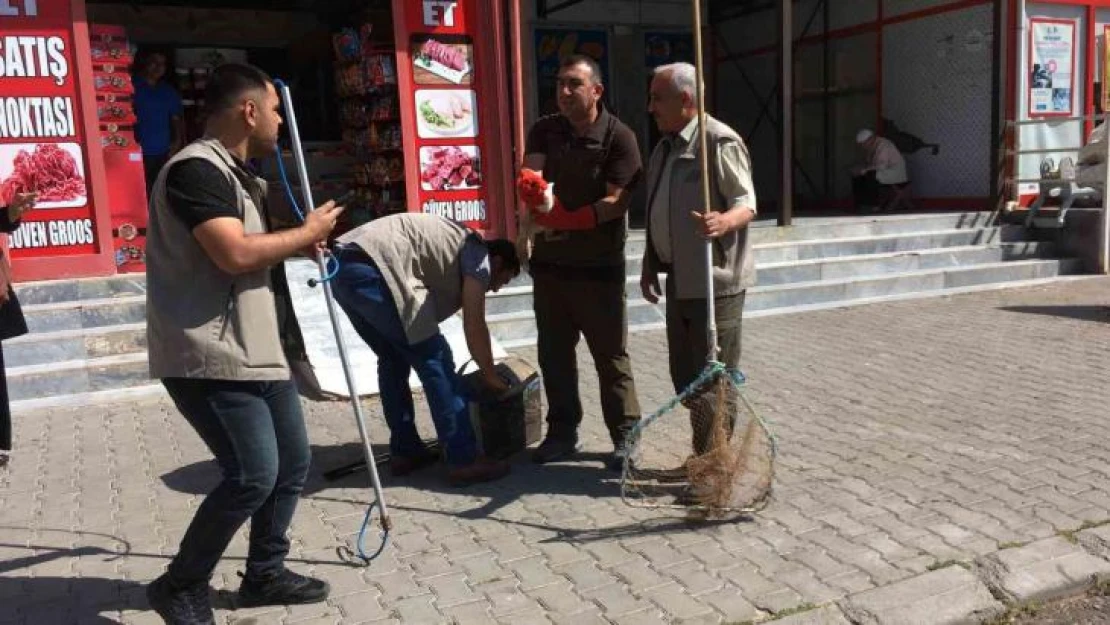 Yavru tilkiler tedavilerinin ardından doğaya salındı