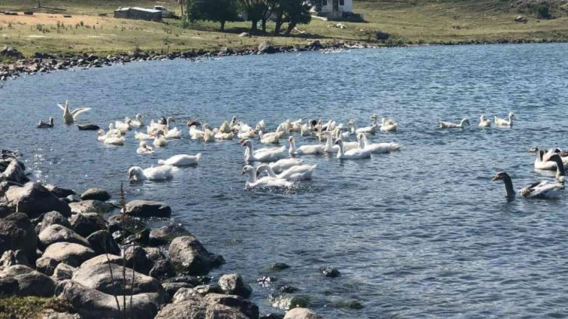 Yayladaki herkes geçimini 'kaz'dan sağlıyor