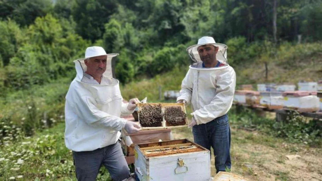 Yenice Ihlamur Balı 'Tescil' yolunda